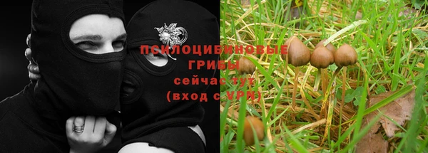 крисы Алзамай